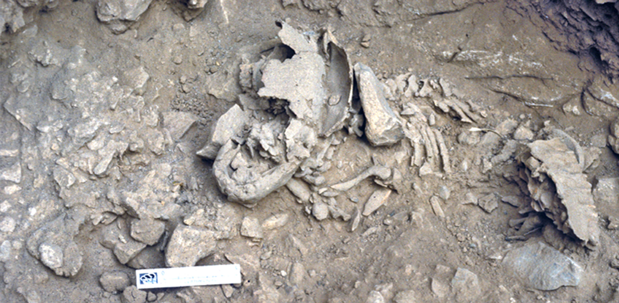 Neandertal Çocukları Modern İnsanlardan Daha Hızlı Büyüyordu: Amud 7 İskeleti Ezber Bozdu!