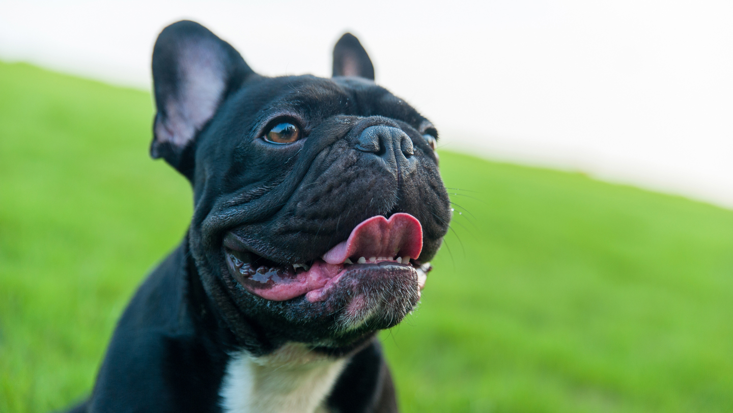 Sevimlilik Uğruna Sağlık Feda Ediliyor: Basık Yüzlü Köpekler Nefes Alamıyor