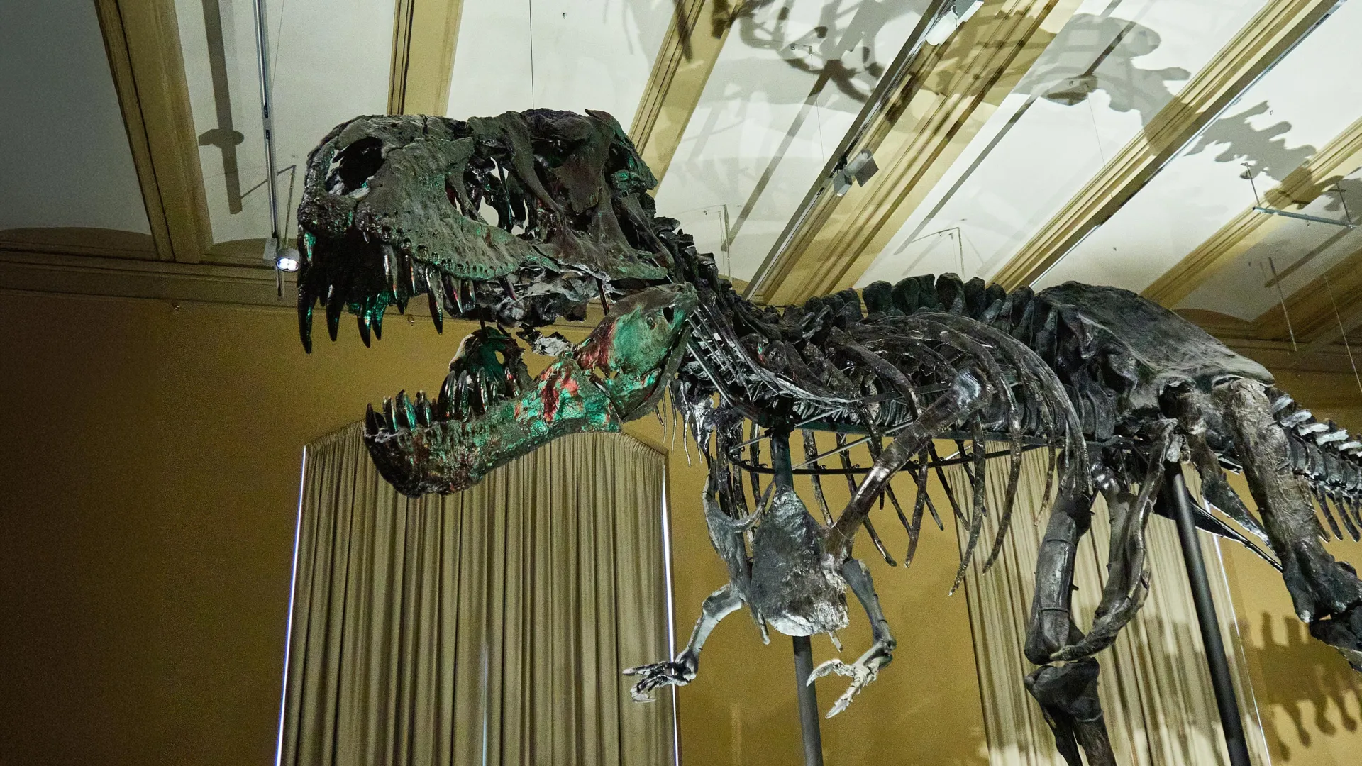 T. Rex Fosilinde 66 Milyon Yıllık Kan Damarları Ortaya Çıkarıldı